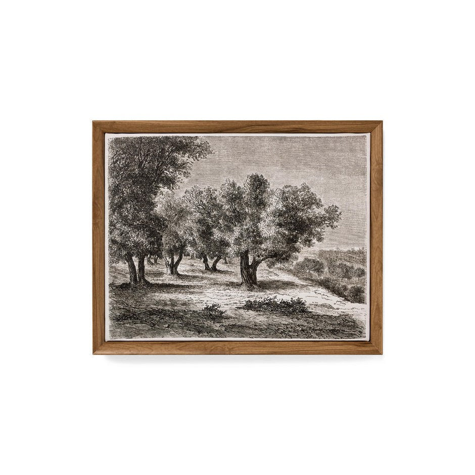 WALL ART FRAMED CANVAS PRINT OLIVE TREES MULTI