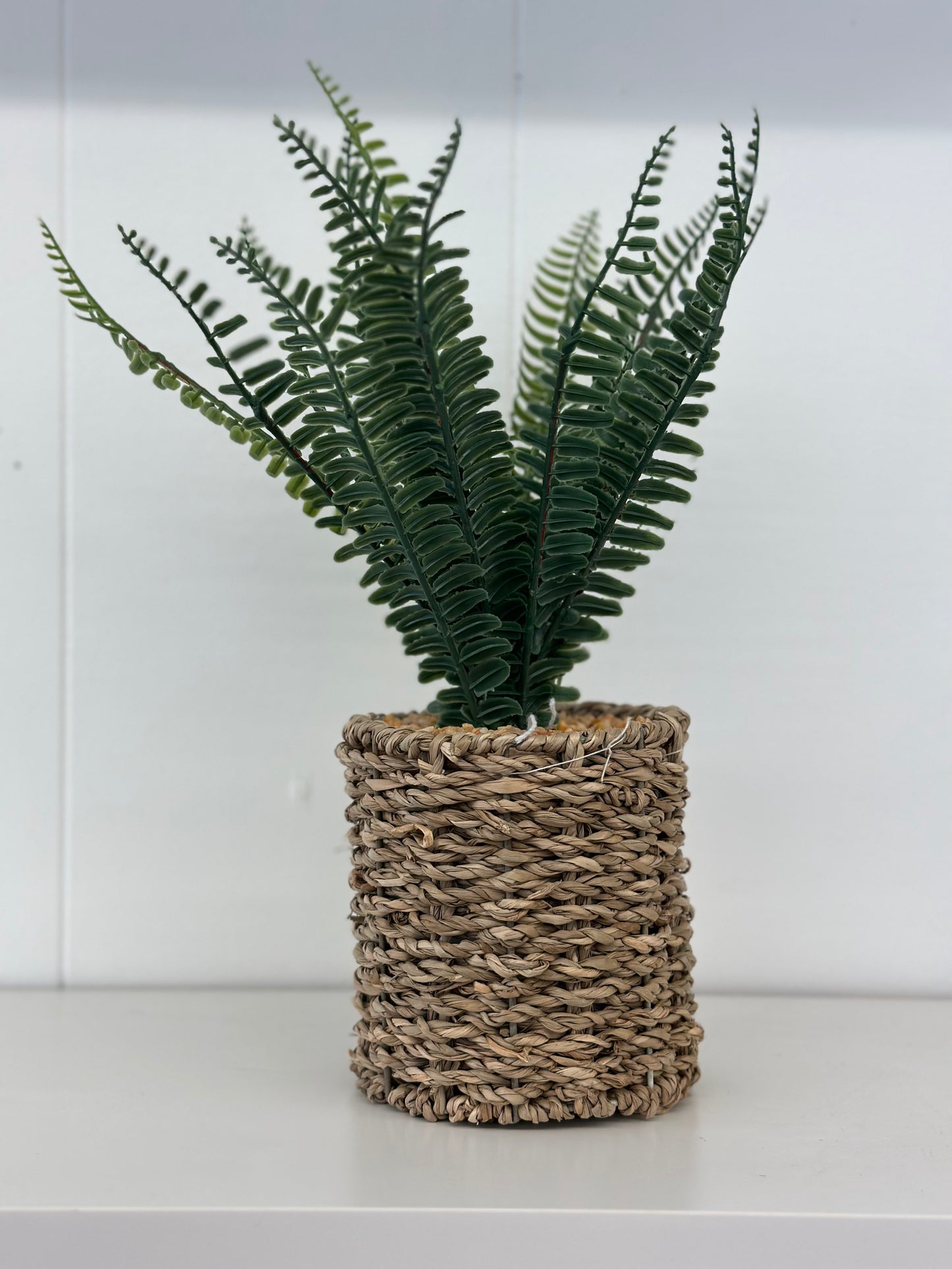 Fern in wicker pot