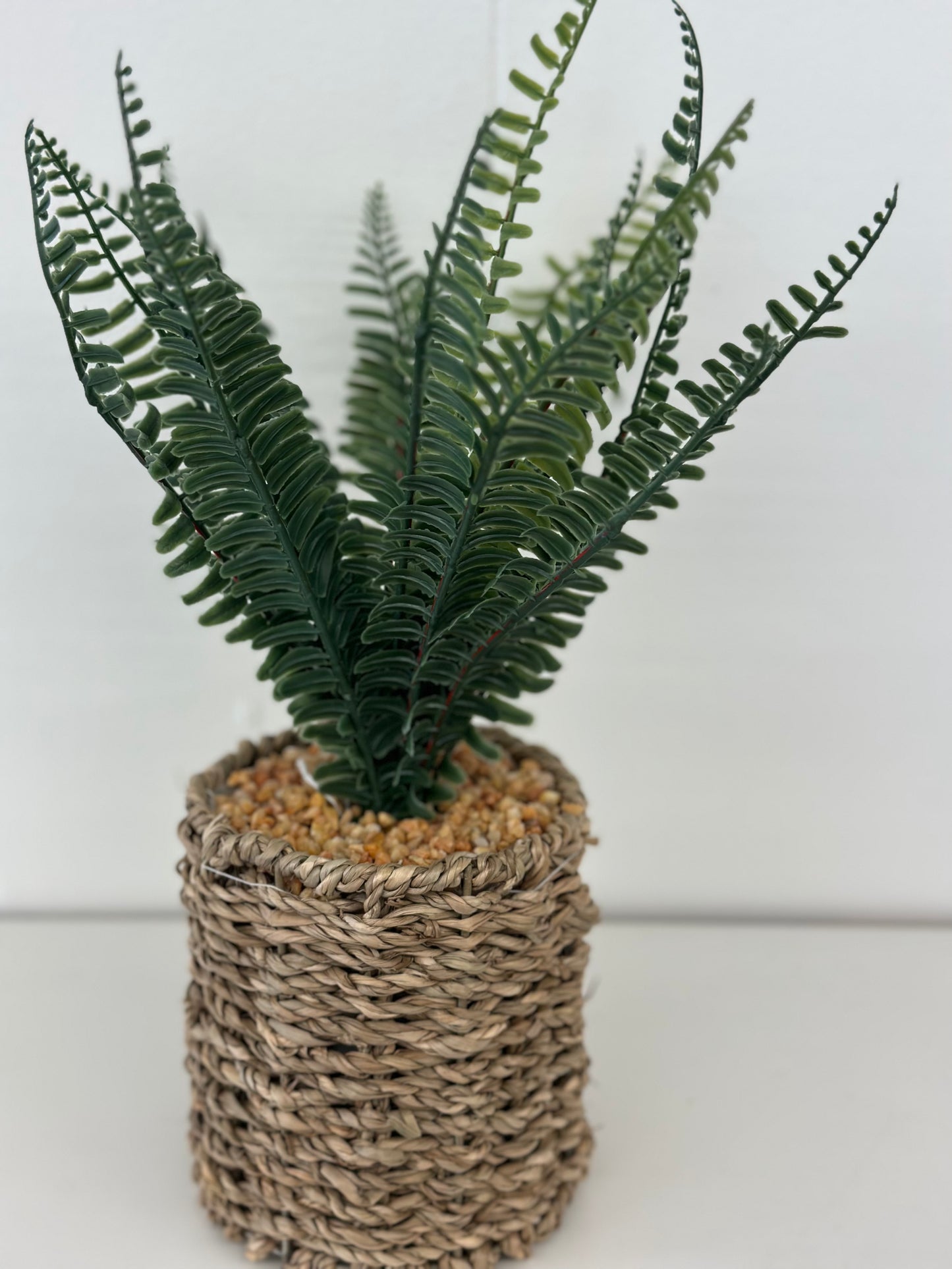 Fern in wicker pot