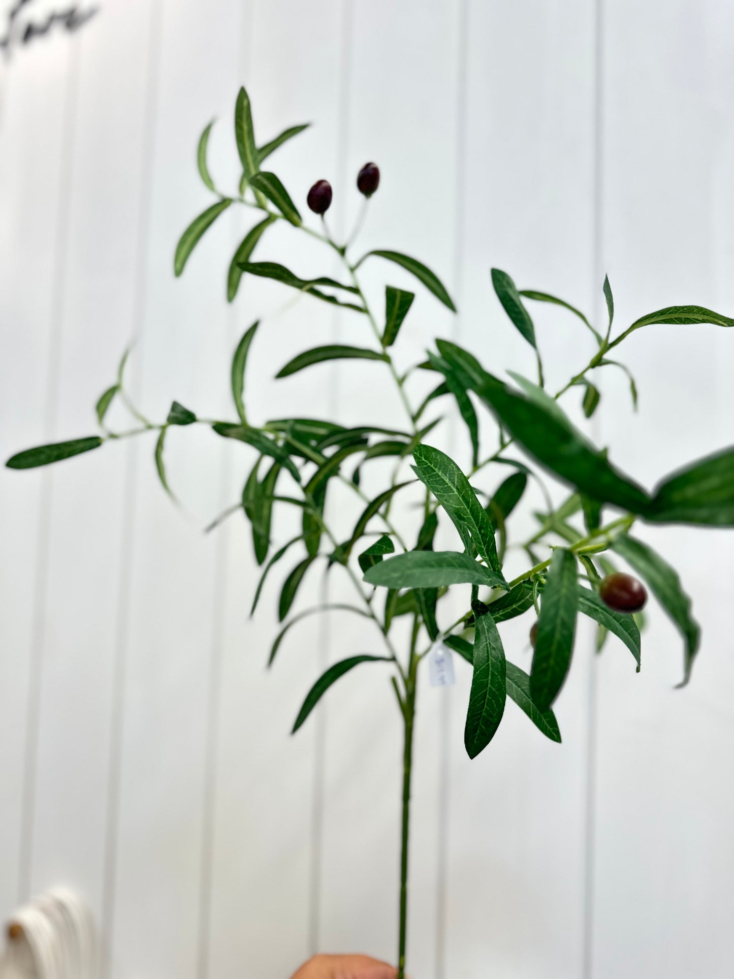 Olive Stem