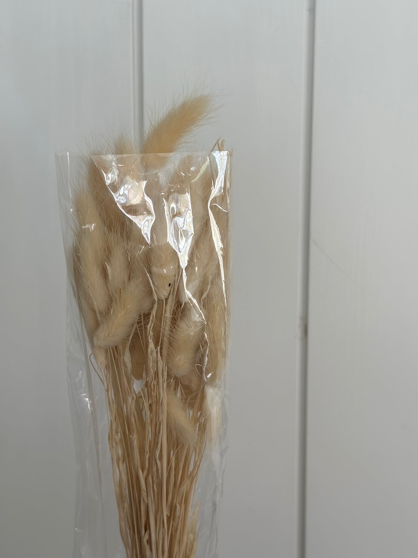 Lagurus White