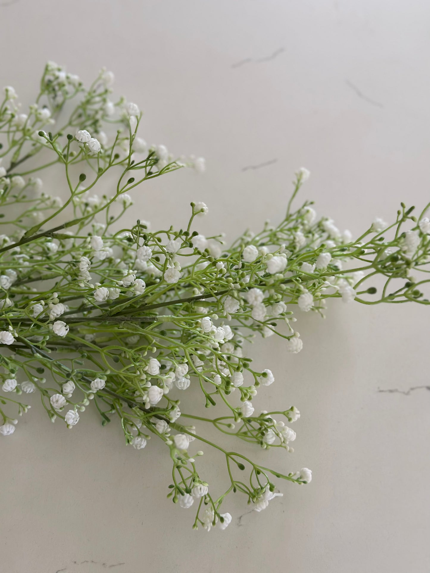 Bunch of Babies Breath Stems
