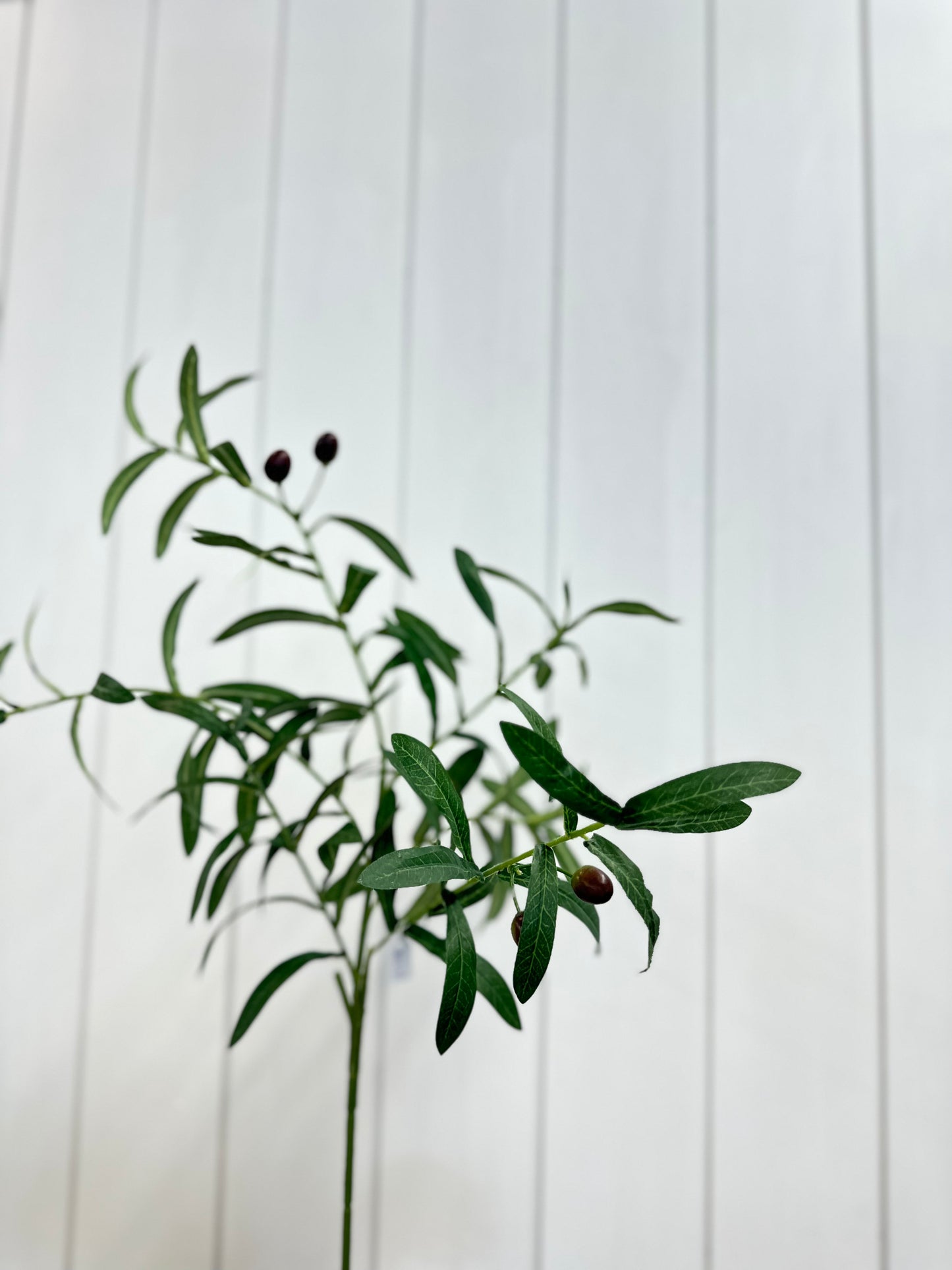 Olive Stem