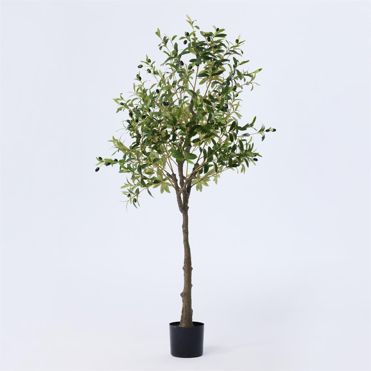 63” Olive Tree