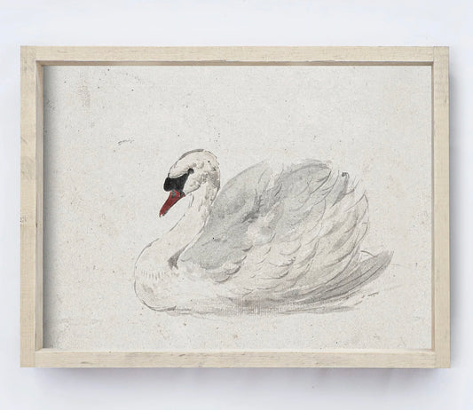 Vintage Art Print | White Swan Watercolour