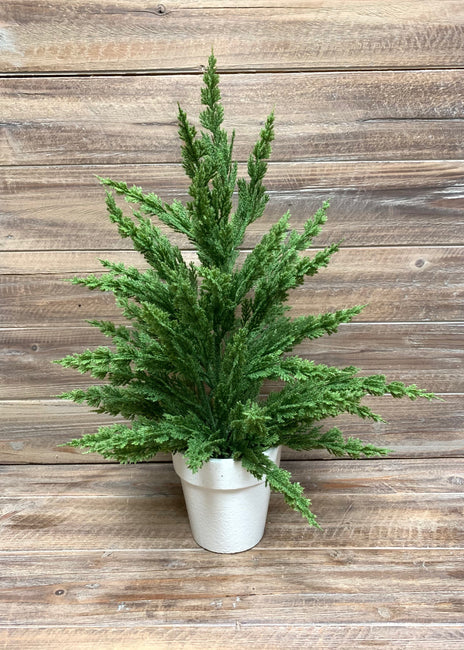 18" MONTEREY CYPRESS BUSH IN ROUND POT