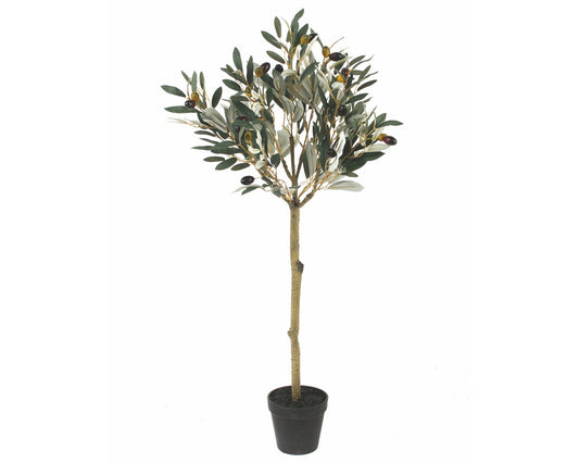 3’ Olive Tree