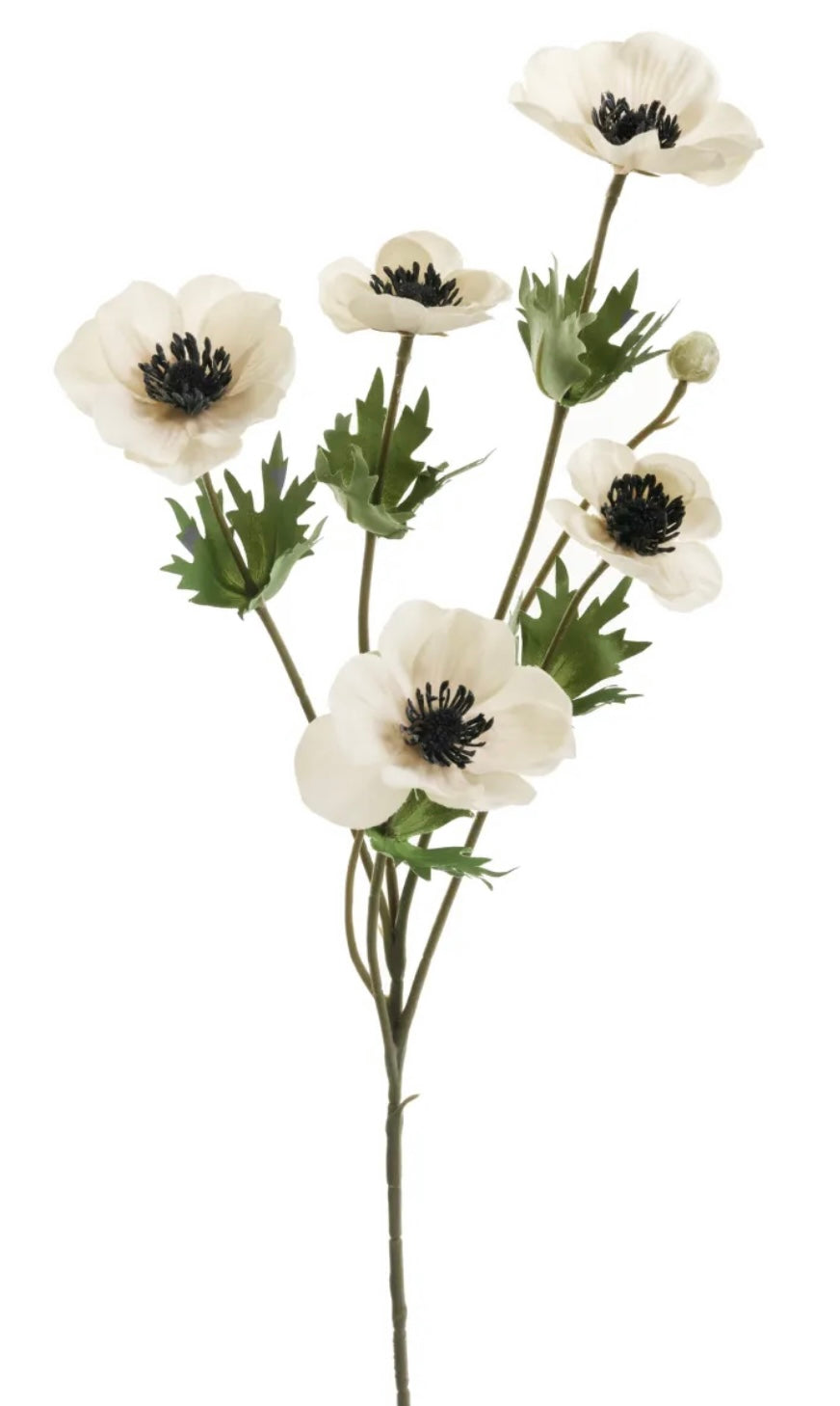 Anemone Stem - Cream