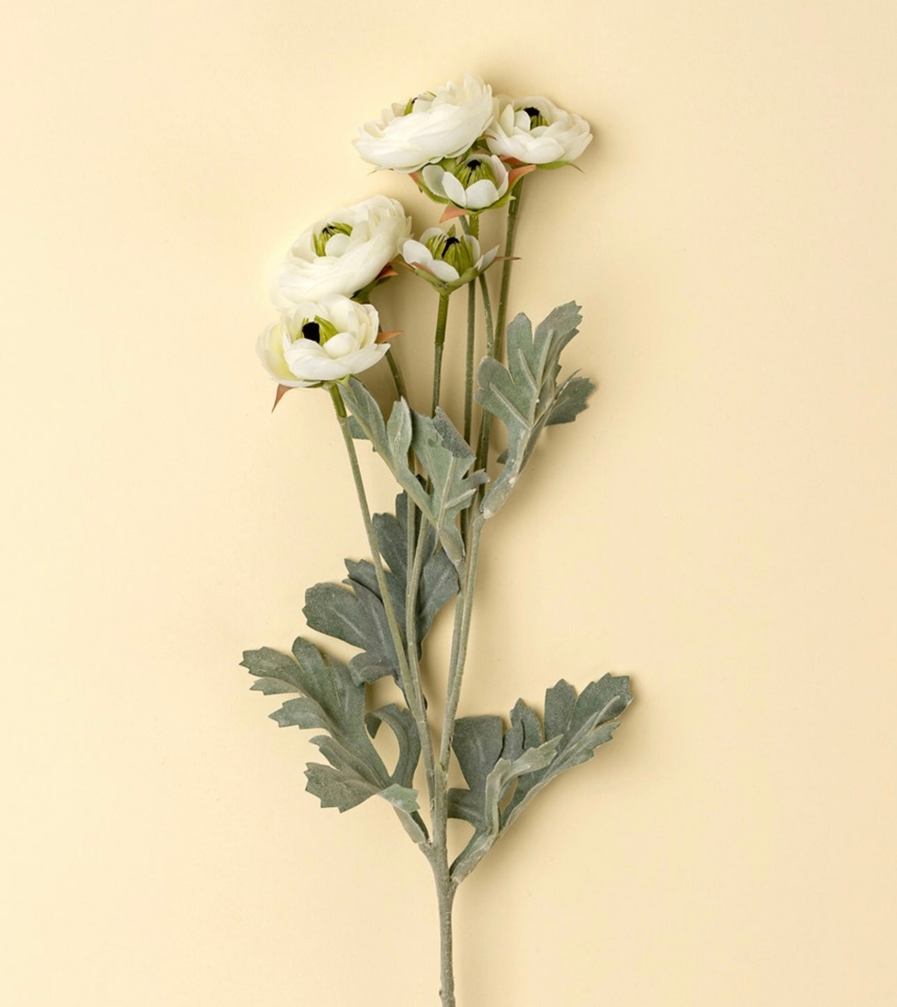 Indaba Ranunculus Spray-White
