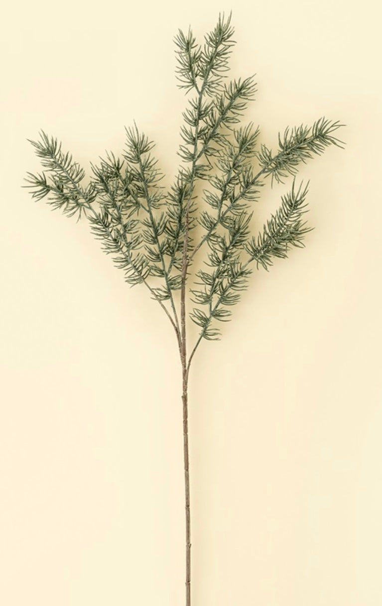 Cypress Sprig