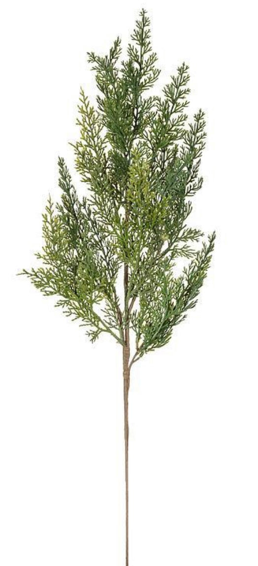 Cedar Stem