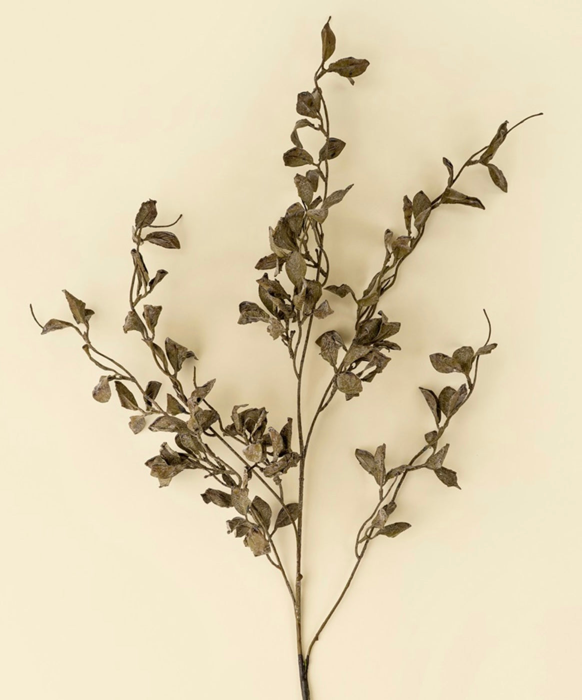 Smoked Eucalyptus Stem