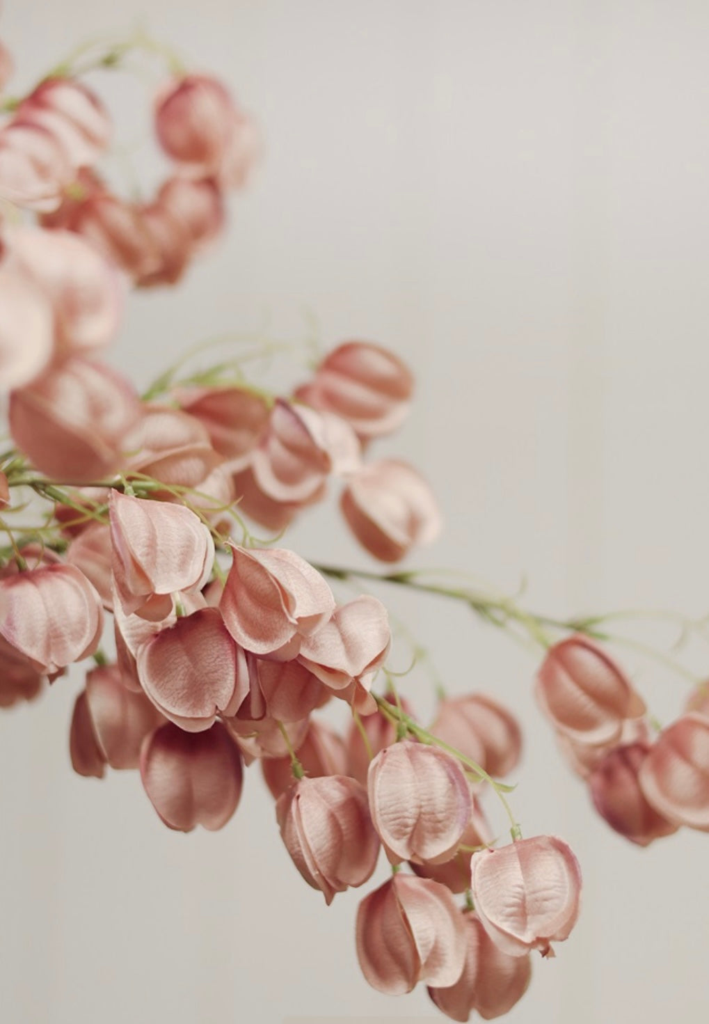 Lantern Flower-Dusty Pink