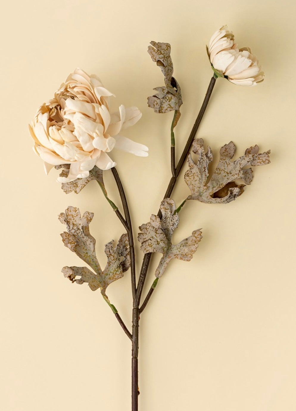 Blooming Dahlia-Cream
