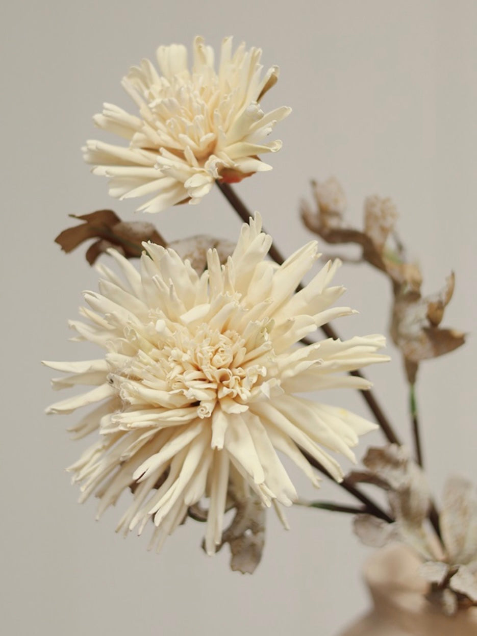 Blooming Dahlia Stem