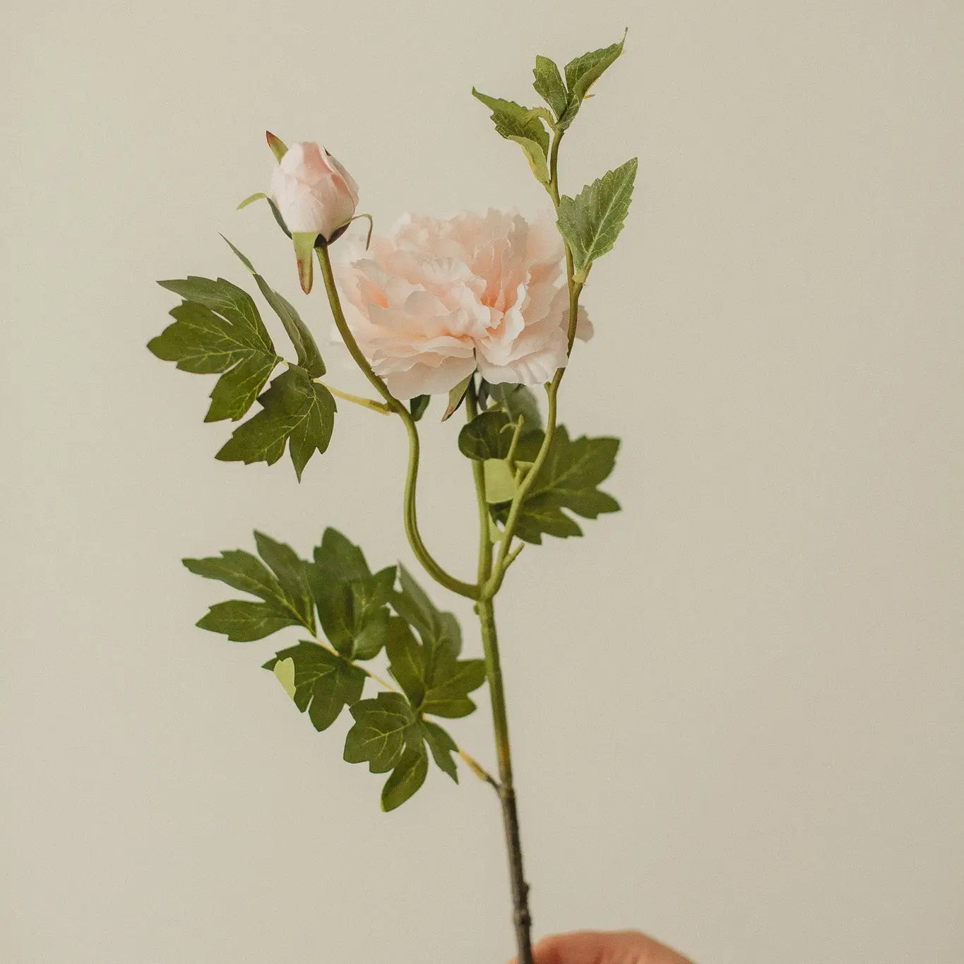Mountain Peony-Soft Pink