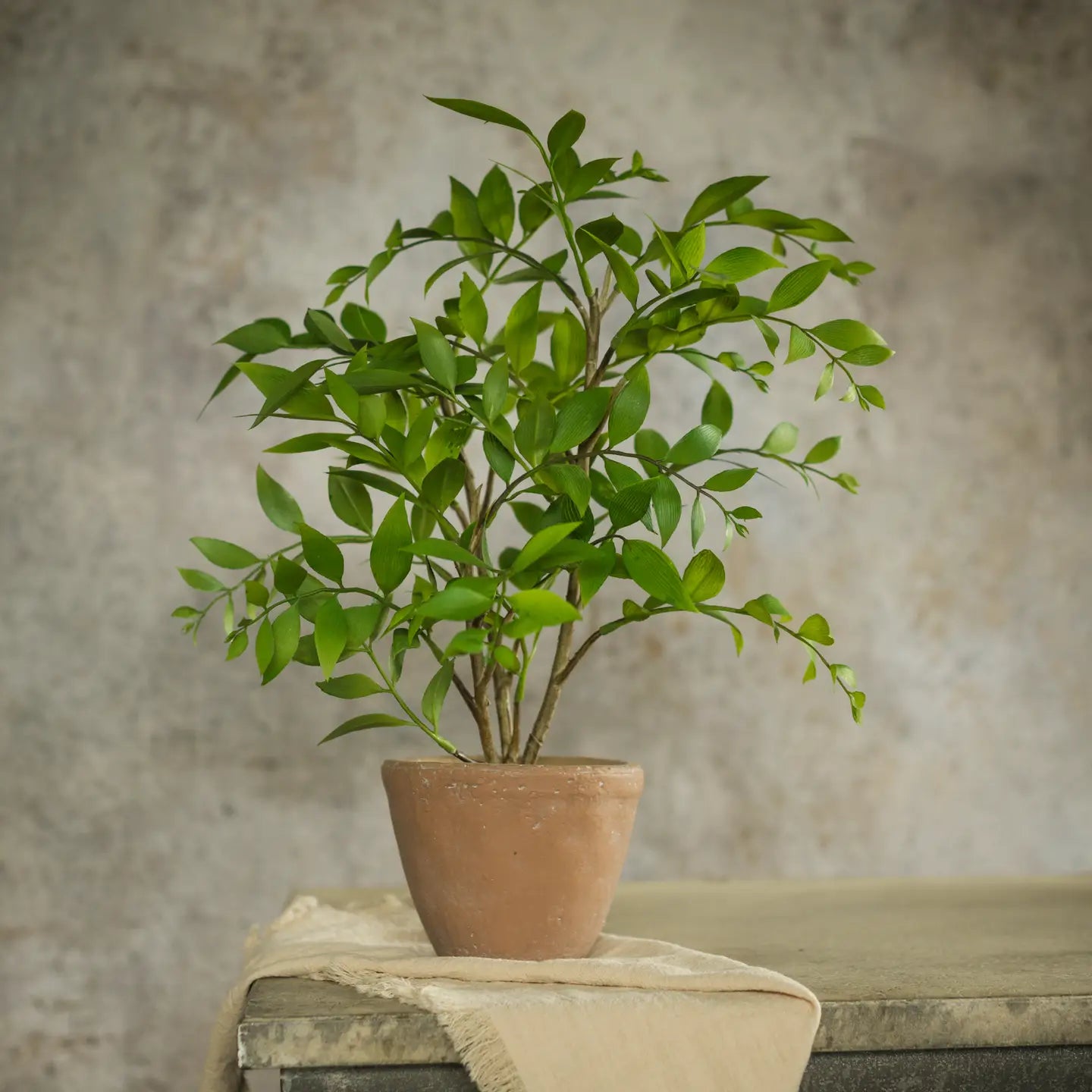 16” Potted Similax Plant