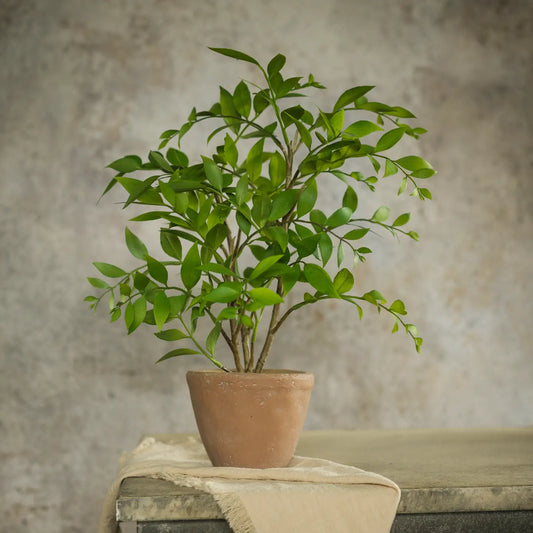 16” Potted Similax Plant