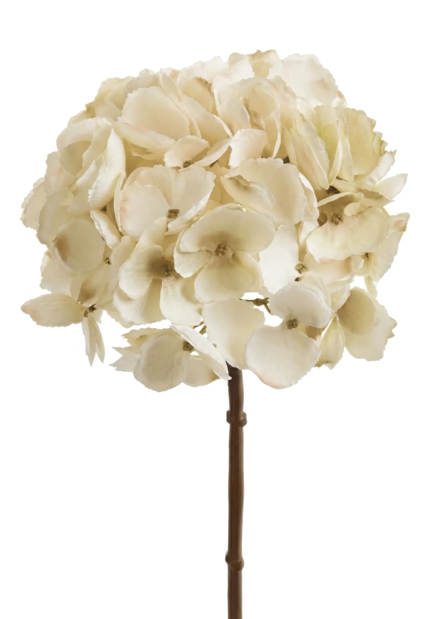 Hydrangea Stem-Cream