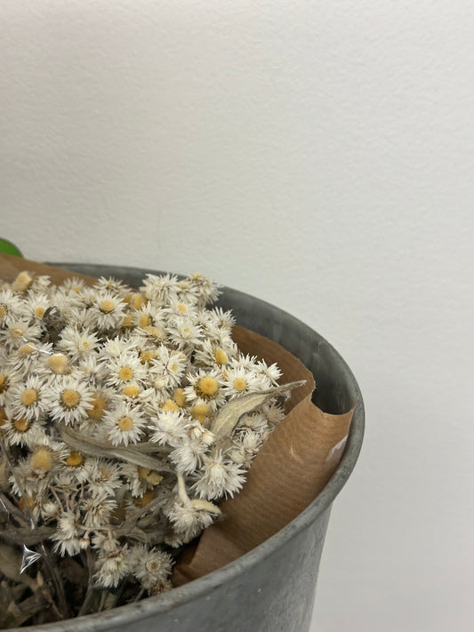 Anaphalis White (preserved)