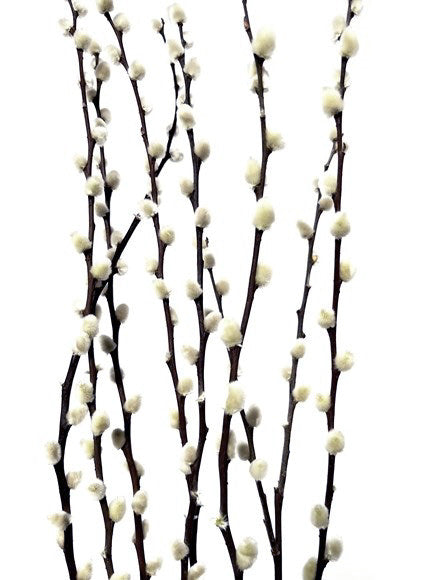 38” Pussy Willow bundle