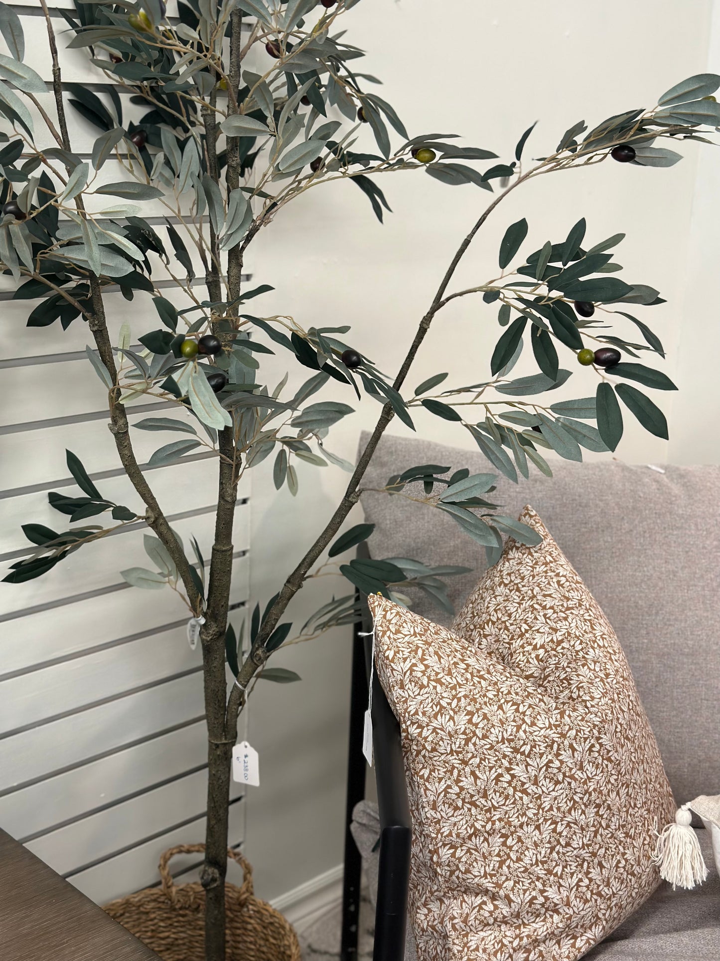 6’ Olive Tree