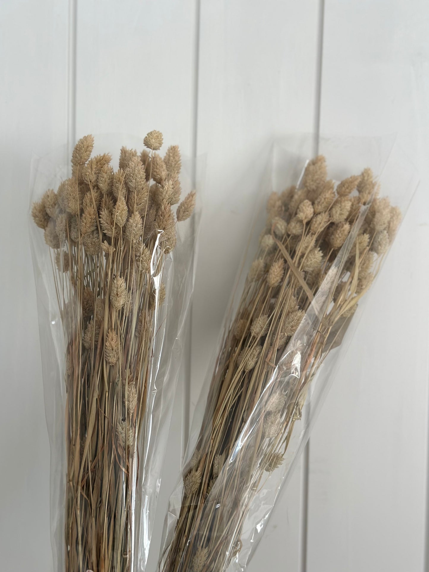 Phalaris Natural Bundle